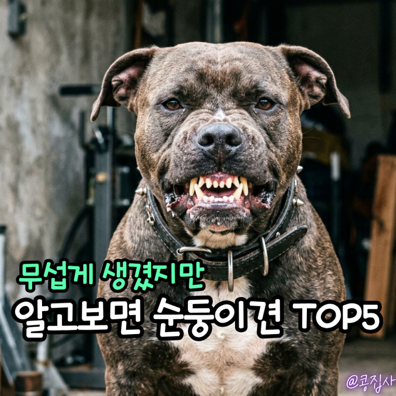 무섭게 생겼지만 실제 성격은 순한 강아지 TOP5
