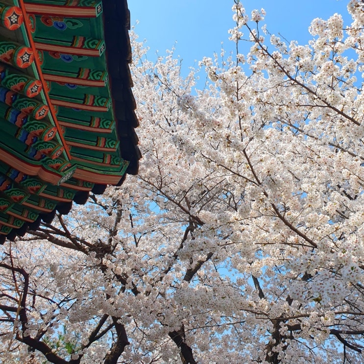  2026 올림픽공원 벚꽃 명소 성내천 팔각정