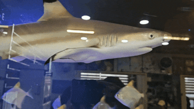 상어를 볼 수 있는 포항 현지인 닭갈비맛집 | 아쿠아춘천닭갈비 포항문덕맛집