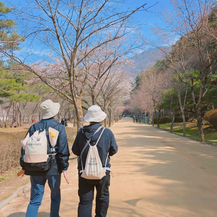  르무통 산책회 in 문경 참여 후기 문경새재 도립공원 봄 나들이 코스 가볼만한 곳
