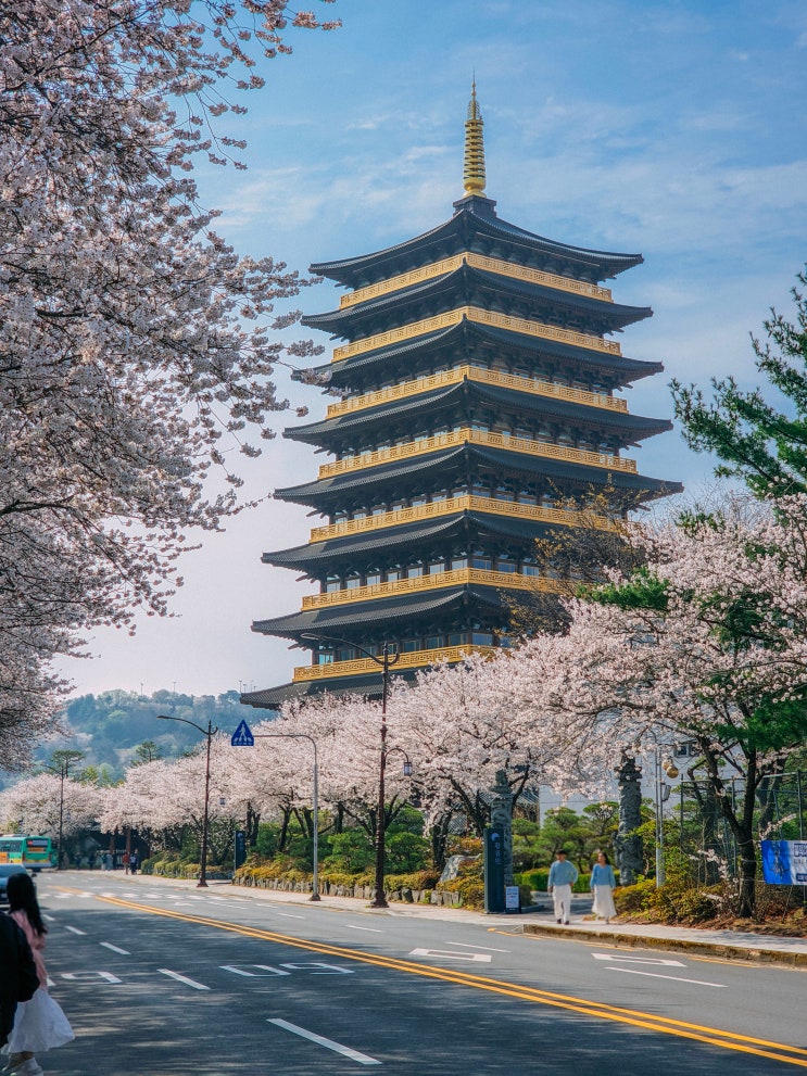  경주 벚꽃 명소, 황룡원 벚꽃길과 보문호수(주차장)