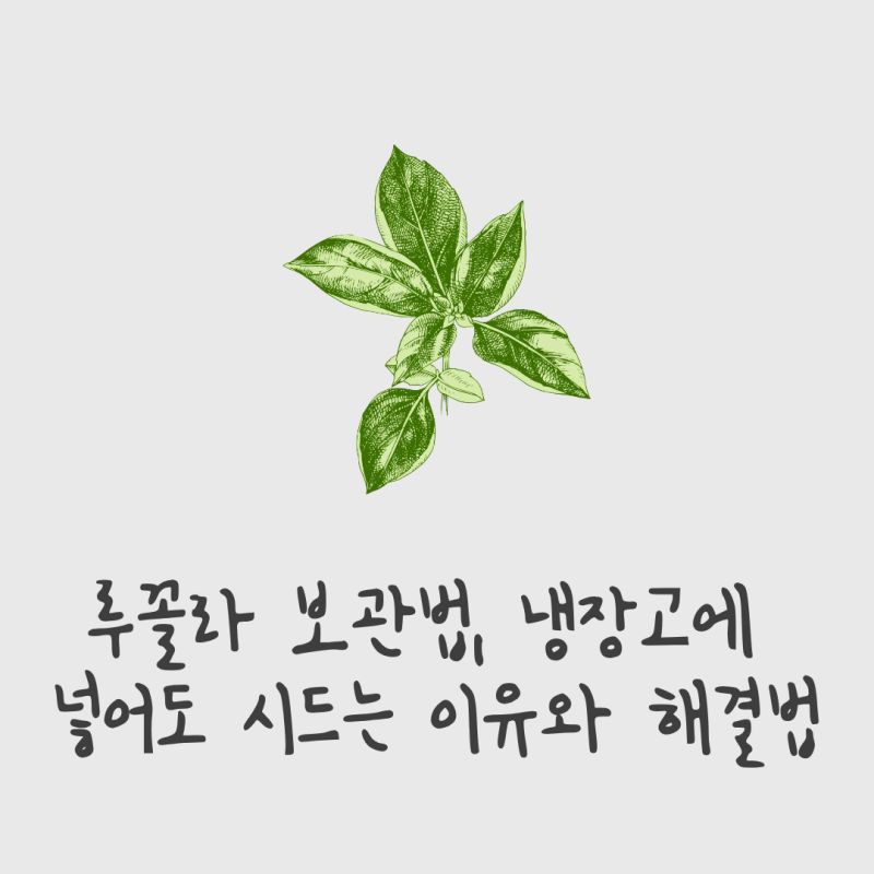 루꼴라 보관법, 냉장고에 넣어도 시드는 이유와 해결법