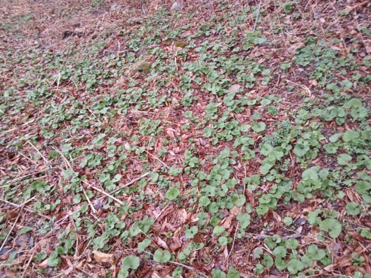  "자연산 머위" 군락("wild butterbur colony")