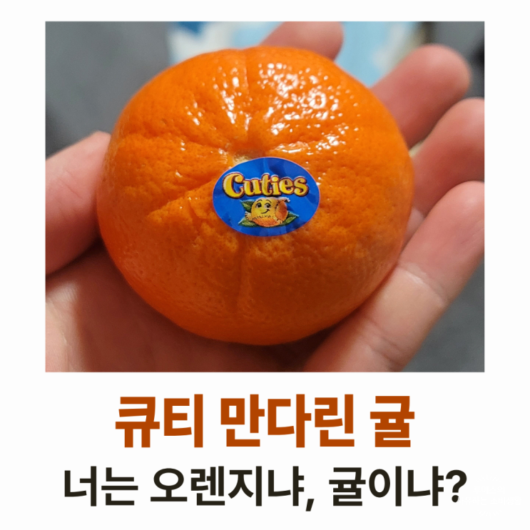  큐티 만다린 귤 후기 : 은은한 단 맛의 고급진 맛