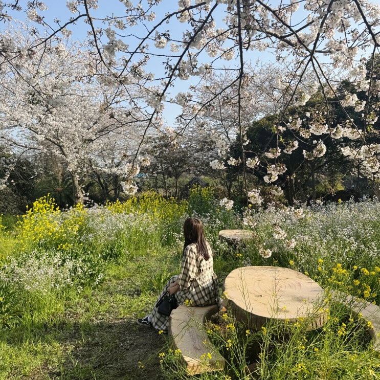  제주 한림 벚꽃 숨은명소 자고내쉼터 유채꽃, 갯무꽃, 벚꽃까지 삼색 꽃밭