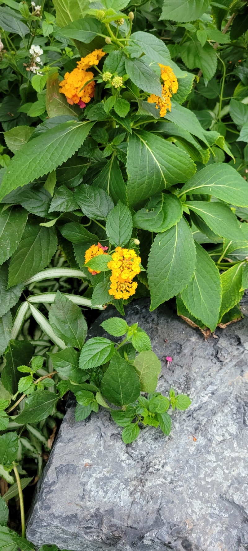 영동 레인보우식물원 다녀오다.충북 여행 2탄입니다.ㅎㅎ