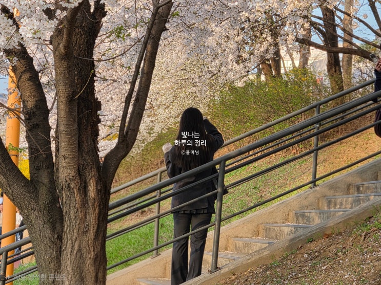 양재천 벚꽃축제 여의도보다 쾌적한 서울벚꽃 명소