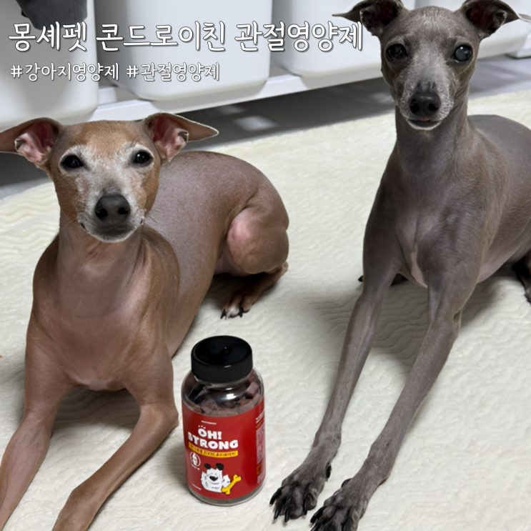  강아지영양제 추천 슬개골·관절 관리에 좋은 몽셰펫 오!스트롱 콘드로이친 관절영양제
