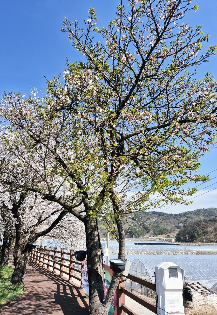 조마벚꽃길 사진 6