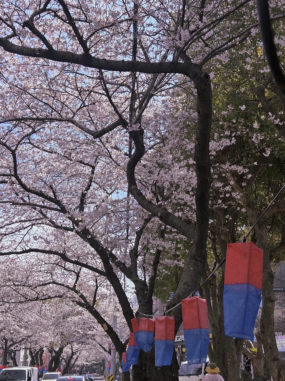 단델리온 사진 2