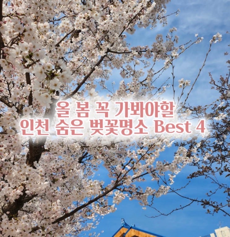  올해 벚꽃은 여기! 인천 사람도 잘 모르는 숨은 벚꽃명소 BEST 3