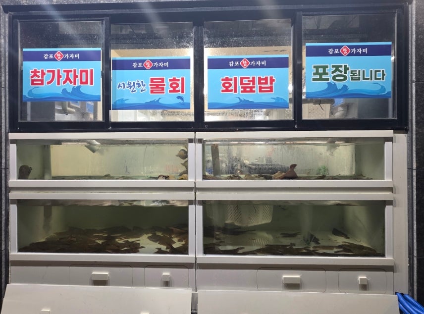 자연산참가자미회 사진 3
