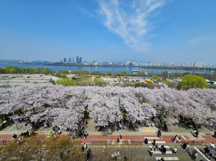  서울 벚꽃의 양대산맥, 석촌호수/윤중로 한강버스로 가보기