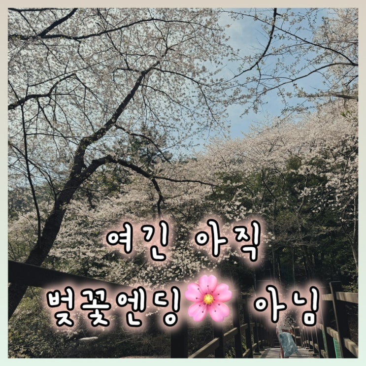  장산 성불사 숨은 벚꽃 명소, 해운대 바다까지 보이는 산책길