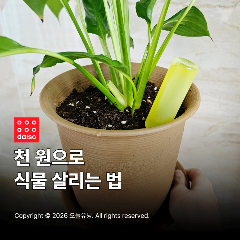 다이소 식물영양제 천 원으로 완성하는 홈가드닝 식물 성장 추천템