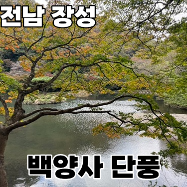  전남 장성 '백양사' 11월 2일 단풍구경