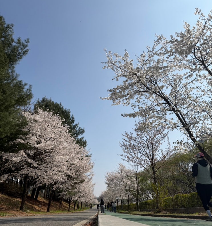  초보 러너의 80차 일지! (하프 마라톤 도전기 #3 탑석역에서 중랑천까지, 벚꽃 터널 속으로 의정부 벚꽃 러닝 11km!!)