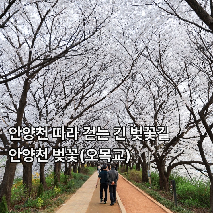  [오목교] 안양천 제방 따라 걷는 긴 벚꽃길