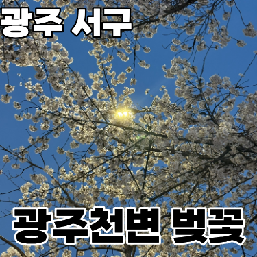  광주 벚꽃 명소 동천동 '광주천변' 2026.03.28