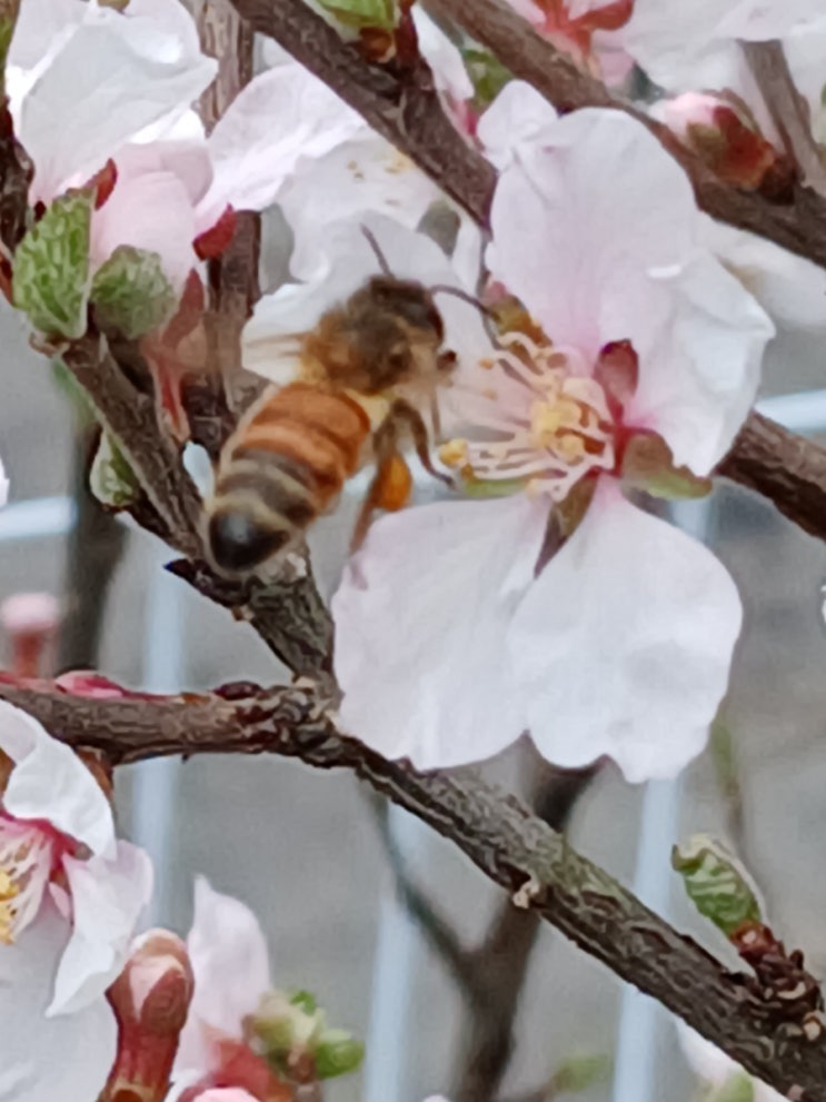  꿀벌 사진 (Honeybee Photo)