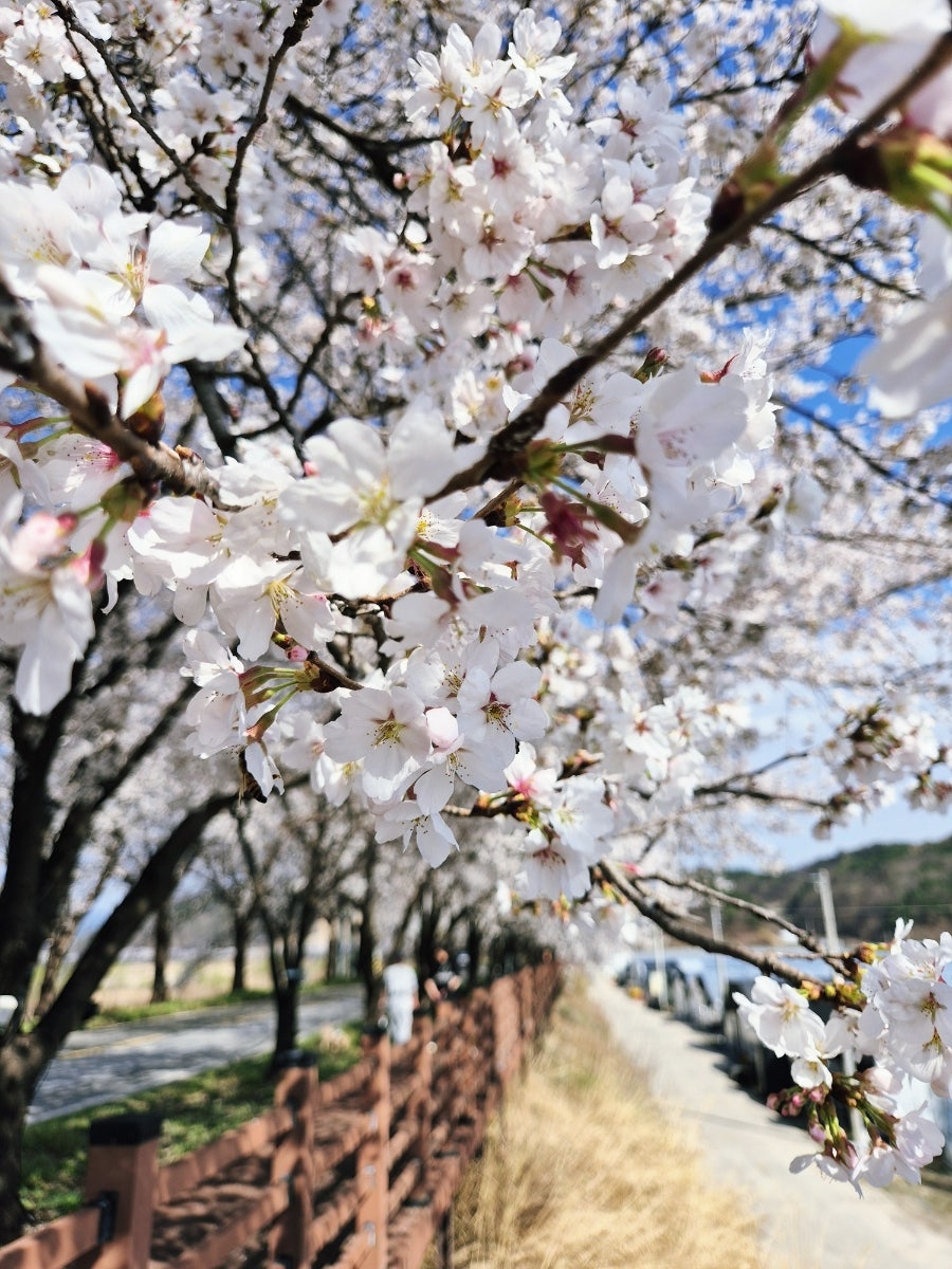 조마벚꽃길 사진 4