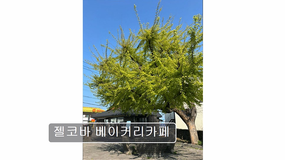 젤코바베이커리 사진 4