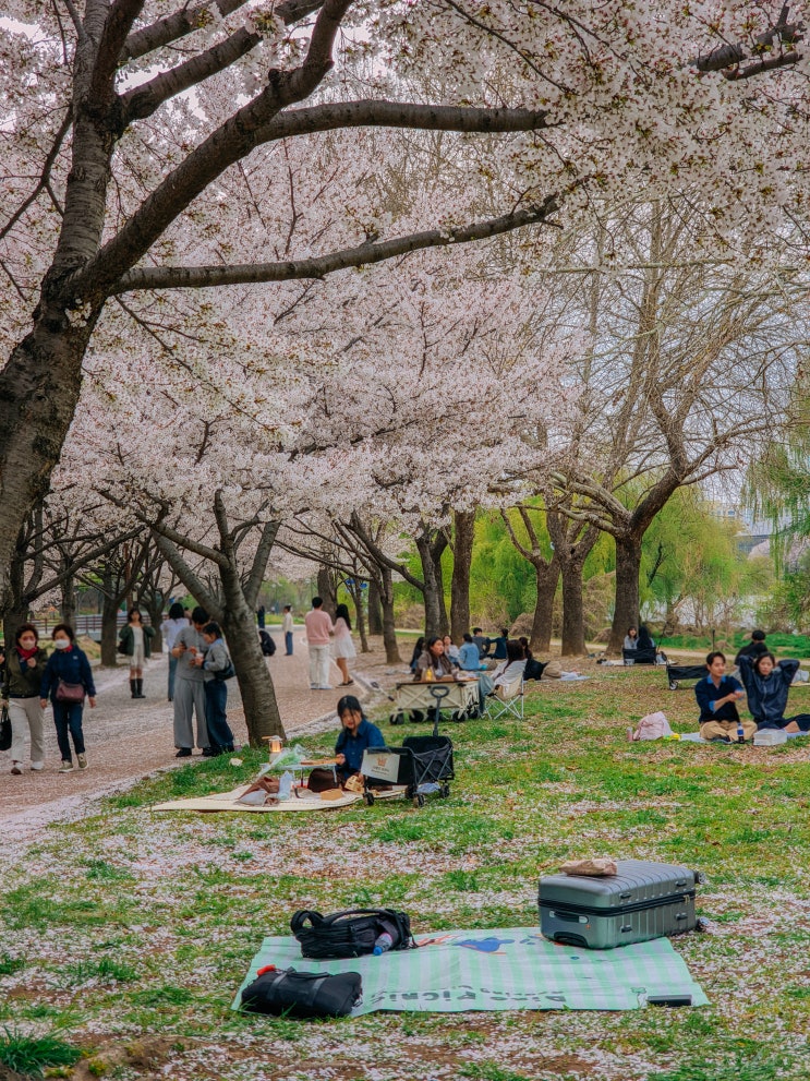  대구 벚꽃 명소, 동촌유원지(주차장, 오리배)