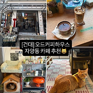 건대 자양동 카페 오드커피하우스, 브루잉 커피와 고양이 썬더가 있는 감성카페