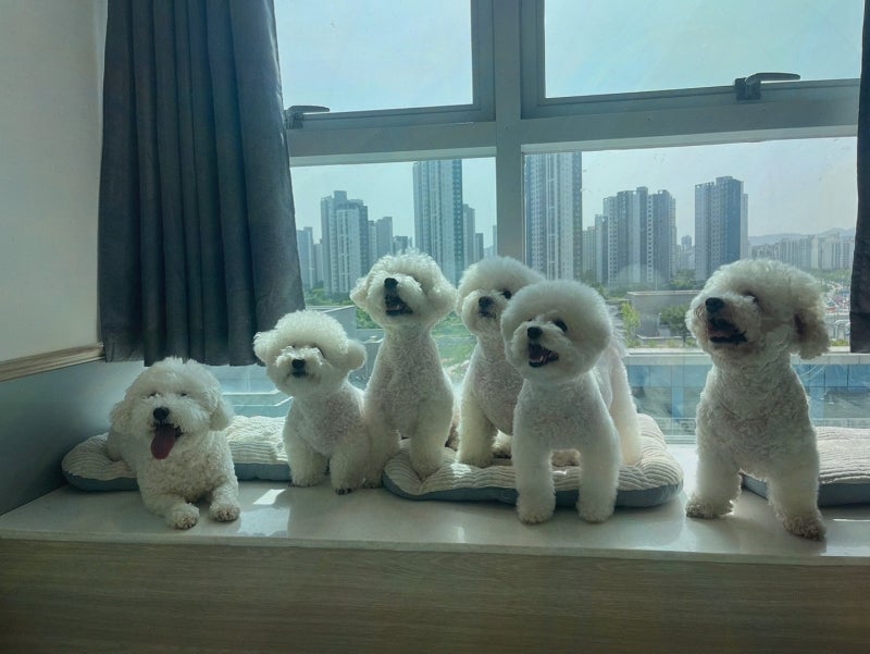 사진 9