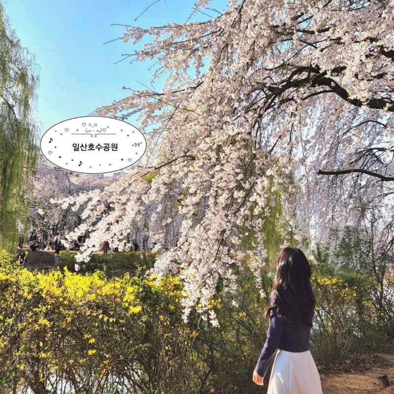 일산호수공원 벚꽃 피크닉 명소 & 주차 꿀팁 (26.04.05 개화 현황)