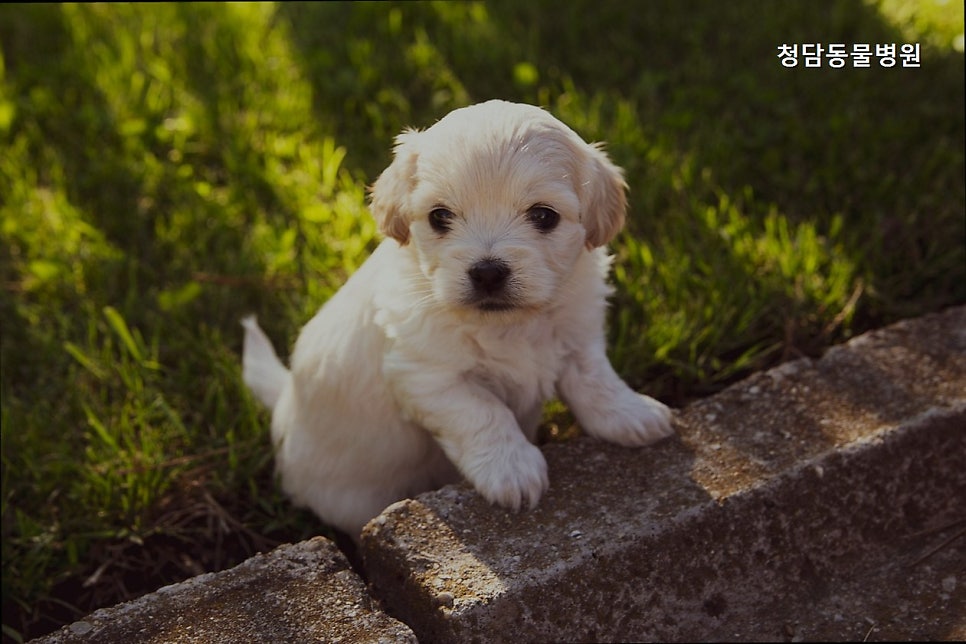 청담동물병원 사진 2
