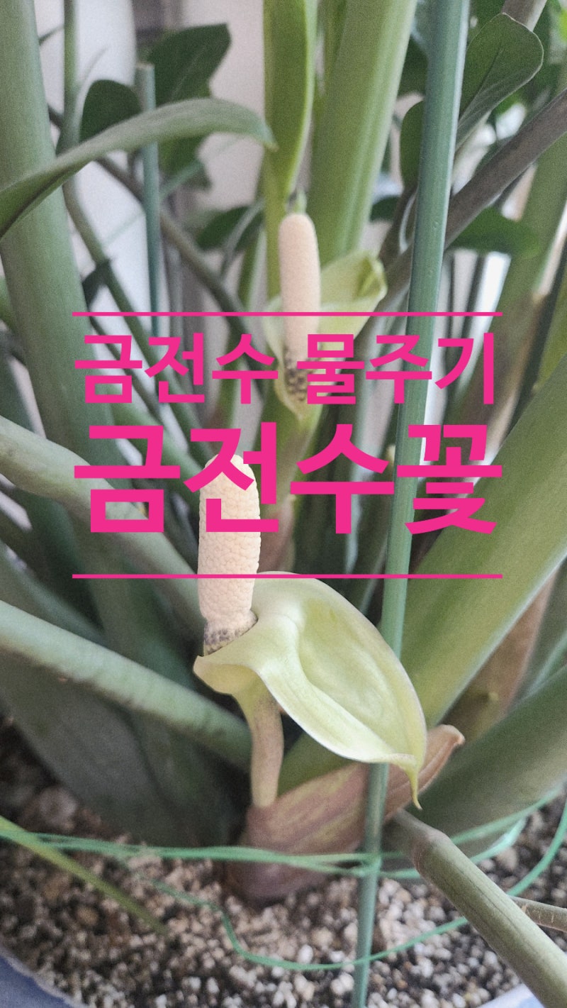 금전수 키우기 물주기 (아파트 분갈이 가지치기 삽목 금전수꽃)