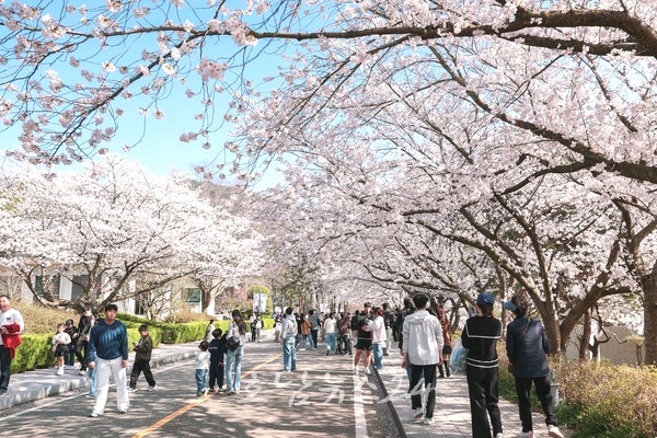  영암군 왕인문화축제 둘째 날 역대급 인파... 벚꽃 절정 속 ‘북적’