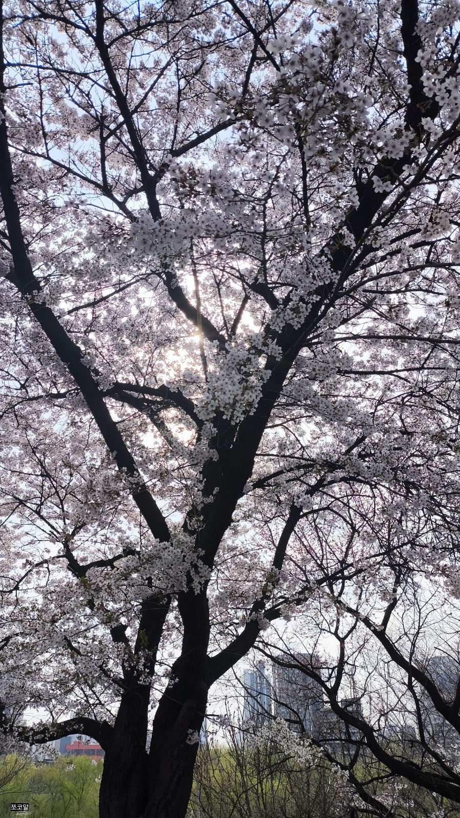 샹스 사진 2
