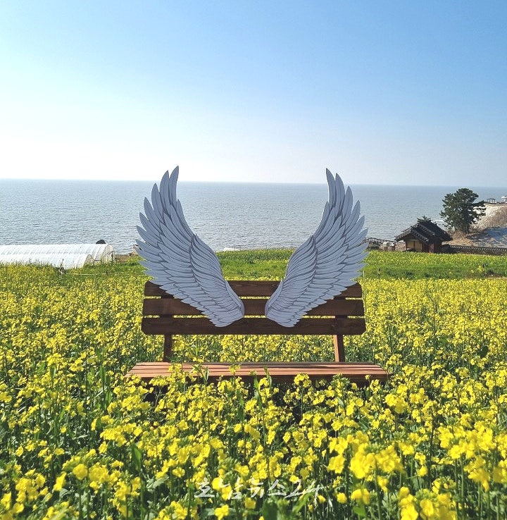  유채꽃밭 거닐며 꽃멍과 바다멍 즐긴다..백수해안도로에서 노란 물결 가득