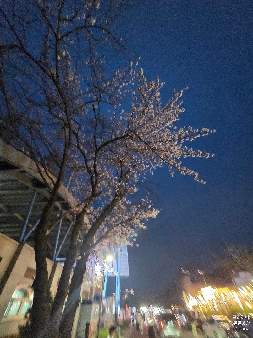 2026 군산 은파벚꽃야시장 사진 6