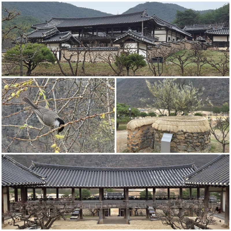 안동 병산서원, 보물 만대루, 마당엔 매화꽃, 달팽이뒷간