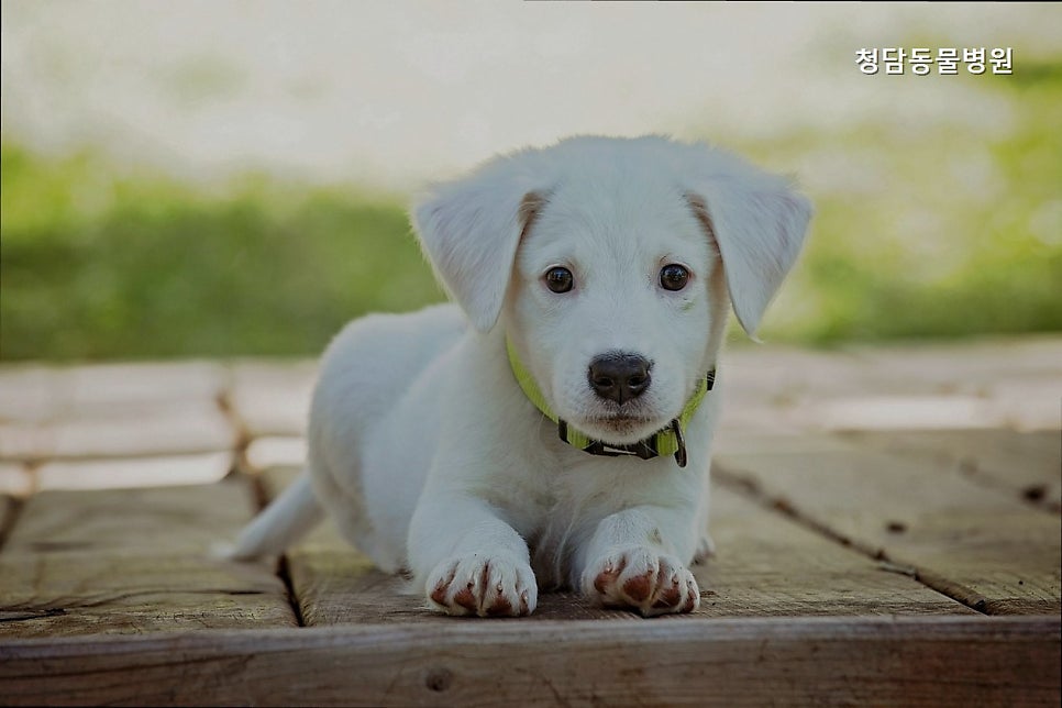 청담동물병원 사진 1