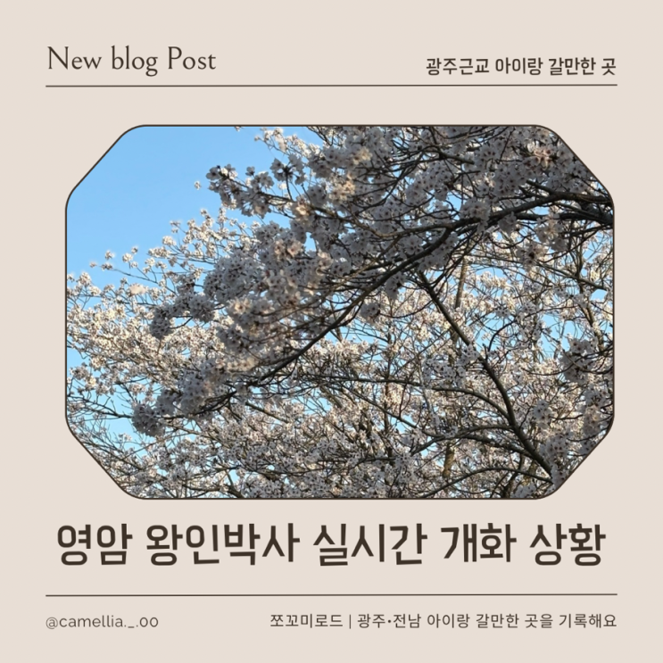  영암 왕인박사 축제 벚꽃100리길 실시간 방문 후기 (주차·먹거리·체험 총정리)