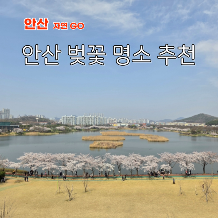  안산 벚꽃 명소 BEST2 화랑유원지 안산호수공원 개화 봄나들이 피크닉
