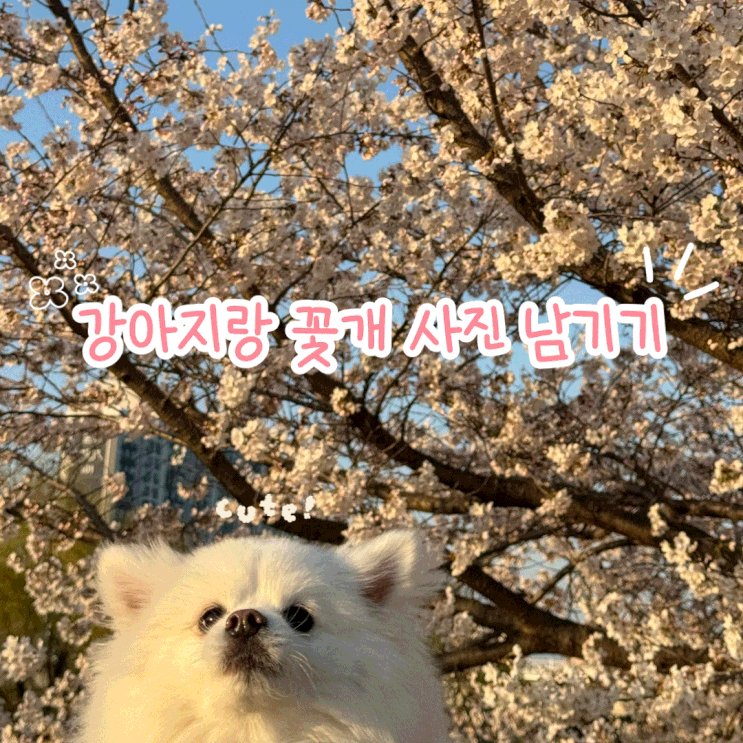  2026 오산천 벚꽃축제 벚꽃 지기 전에 막차 탑승 추천 주차 포토 스팟
