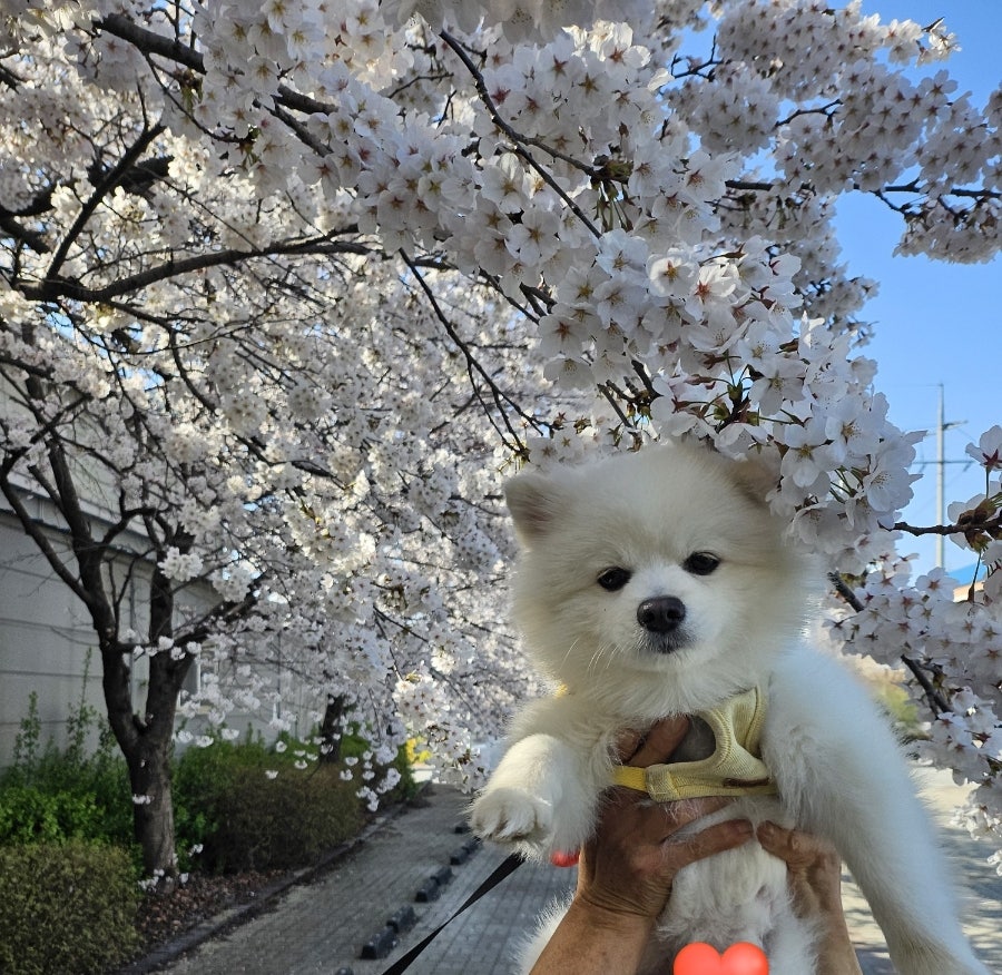 오월의꽃수레 사진 1