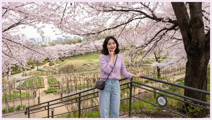  여의도 갈까 석촌호수 갈까 고민 중? 사람 적고 예쁜 양재천 벚꽃 축제 가보세요!