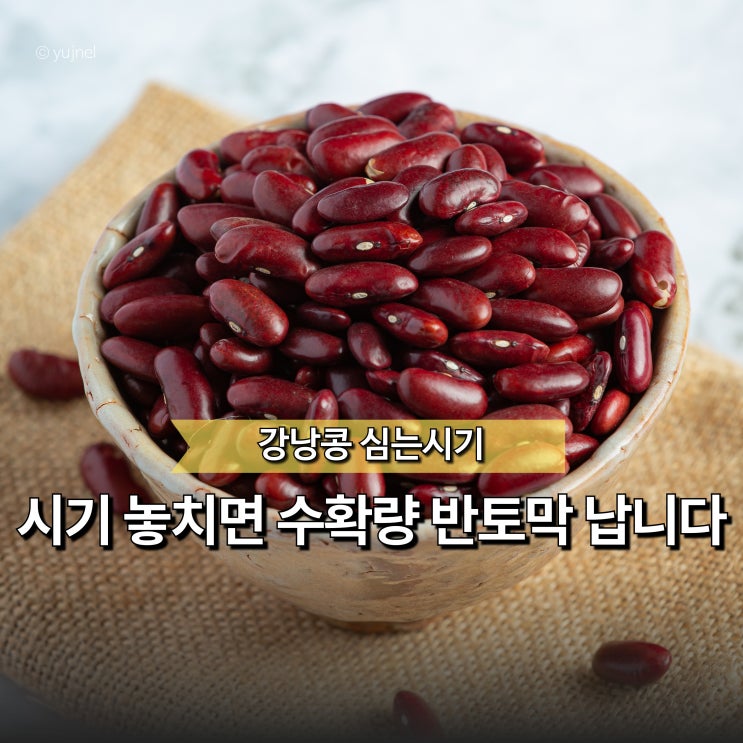  "왜 자꾸 안 자랄까요?" 강낭콩 키우기 심는 시기, 하나가 문제였습니다