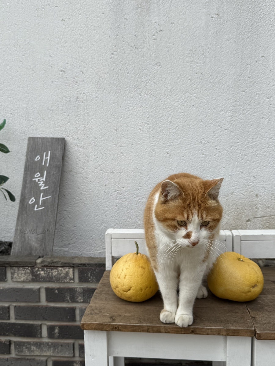 애월안 사진 1