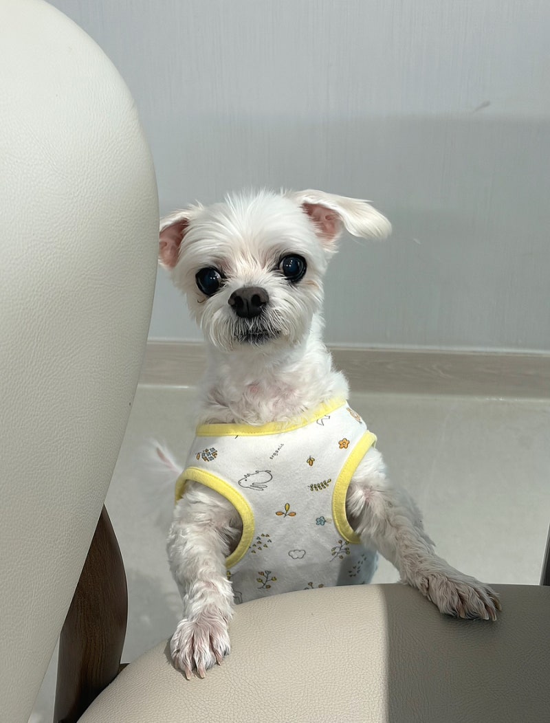 강아지 관절 영양제 페노비스 인캡슐 글루코사민 슬개골영양제