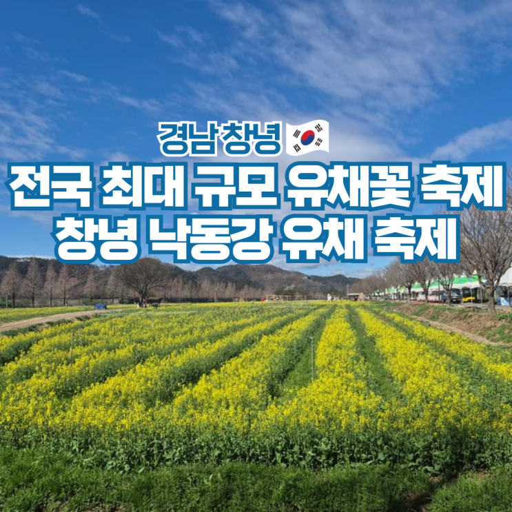  창녕낙동강유채축제 남지유채꽃 행사 일정 기본정보 정리