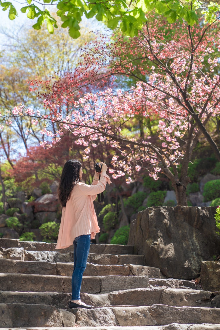  서울 근교 용인 경희대학교 국제캠퍼스 겹벚꽃 위치