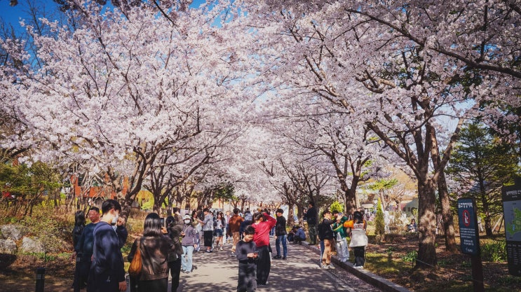  2026년 4월 5일 보라매공원: 또 공사판이 됐다
