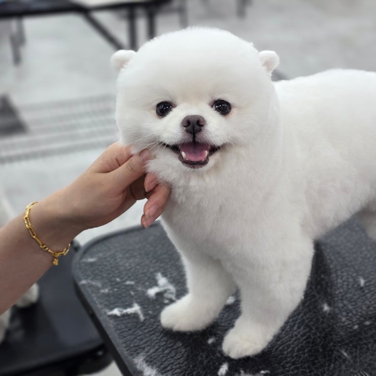  별내애견미용학원 국비지원 보다 편한 교육지원 혜택